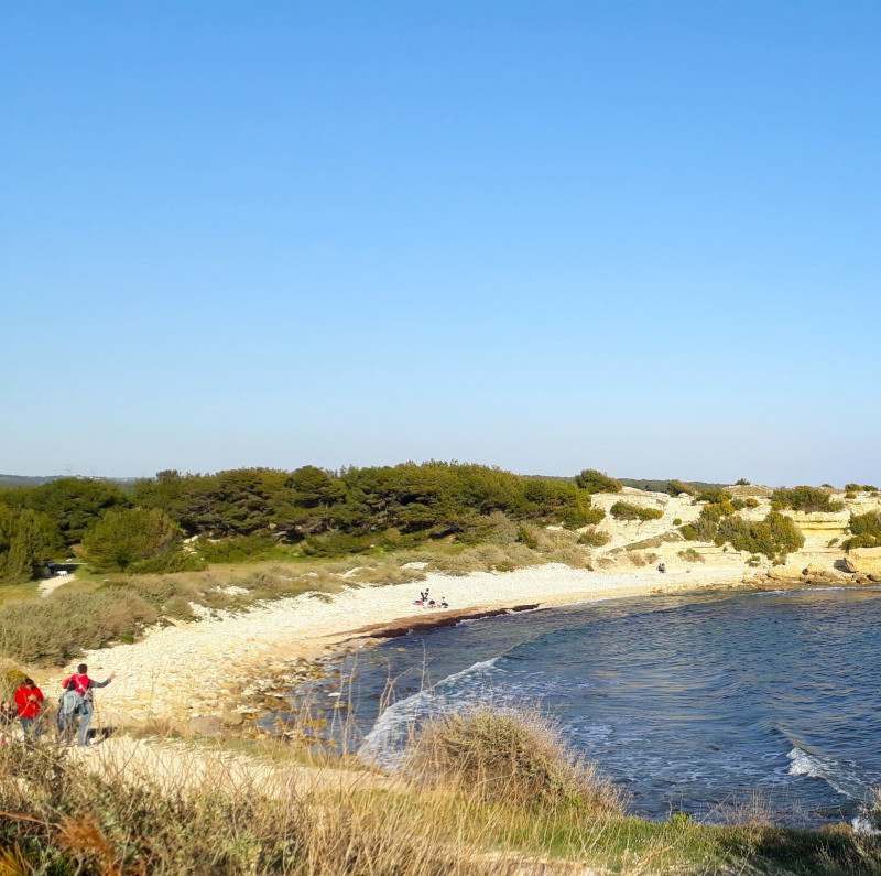 Camina para descubrir plantas silvestres comestibles y medicinales de la costa._Martigues