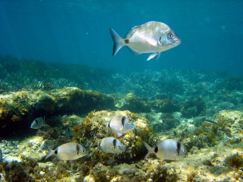 Snorkel en el corazón del Parque Marino_Carry-le-Rouet