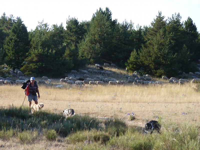 La transhumance, une tradition ancestrale La transhumance, une tradition ancestrale
