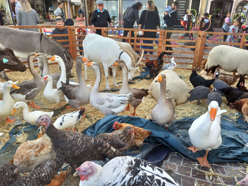 Martigues fête son terroir