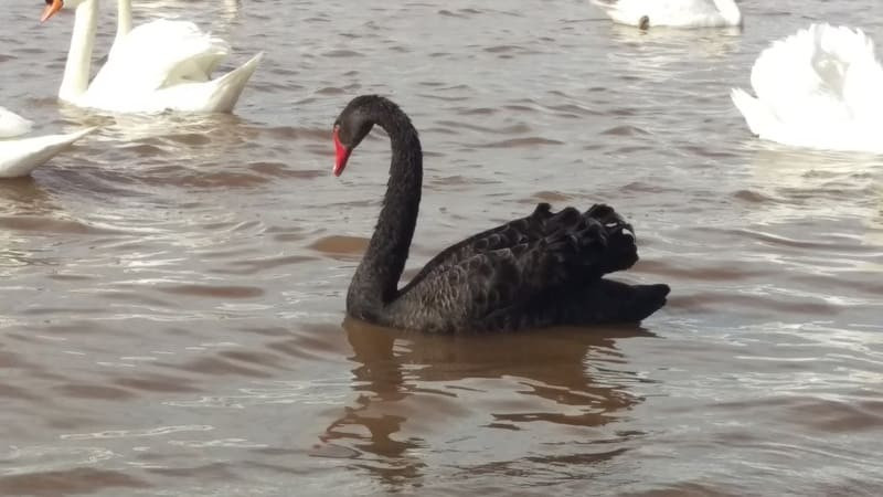 Cisne negro en el Etang de Berre, especie protegida.