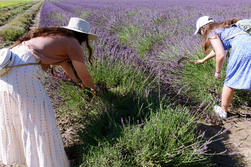 Expérience sensorielle aux côtés d'un producteur de plantes à parfum et visite de Nîmes