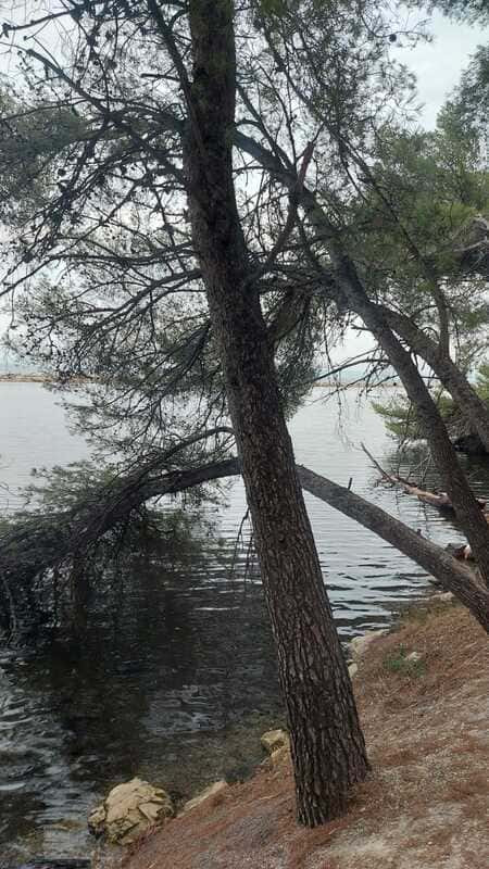 Rives de l'étang de Berre côté Martigues. Arbres pins parasols, eau salée et espaces naturels à voir. Balade écologique sur les rives de l'étang de Berre de Martigues