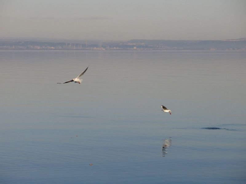 Petite mouette