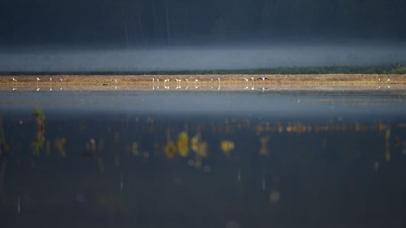 The Pourra pond with its colony of flamingos and herons can be observed during a nature outing organized by the Martigues Tourist Office - © Jean-Marc Chianea The Pourra pond with its colony of flamingos and herons can be observed during a nature outing organized by the Martigues Tourist Office