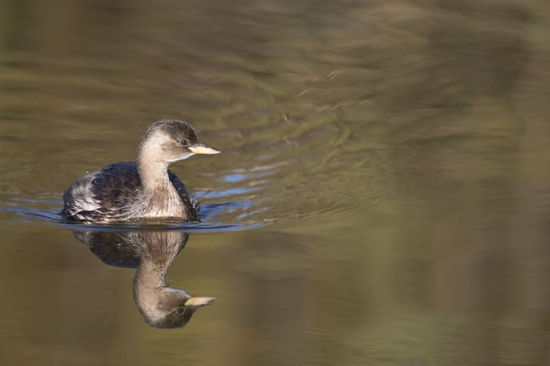 Observación de aves de la flora y fauna local del estanque Pourra, cerca de Martigues. Visita guiada ofrecida por la Oficina de Turismo de Martigues.