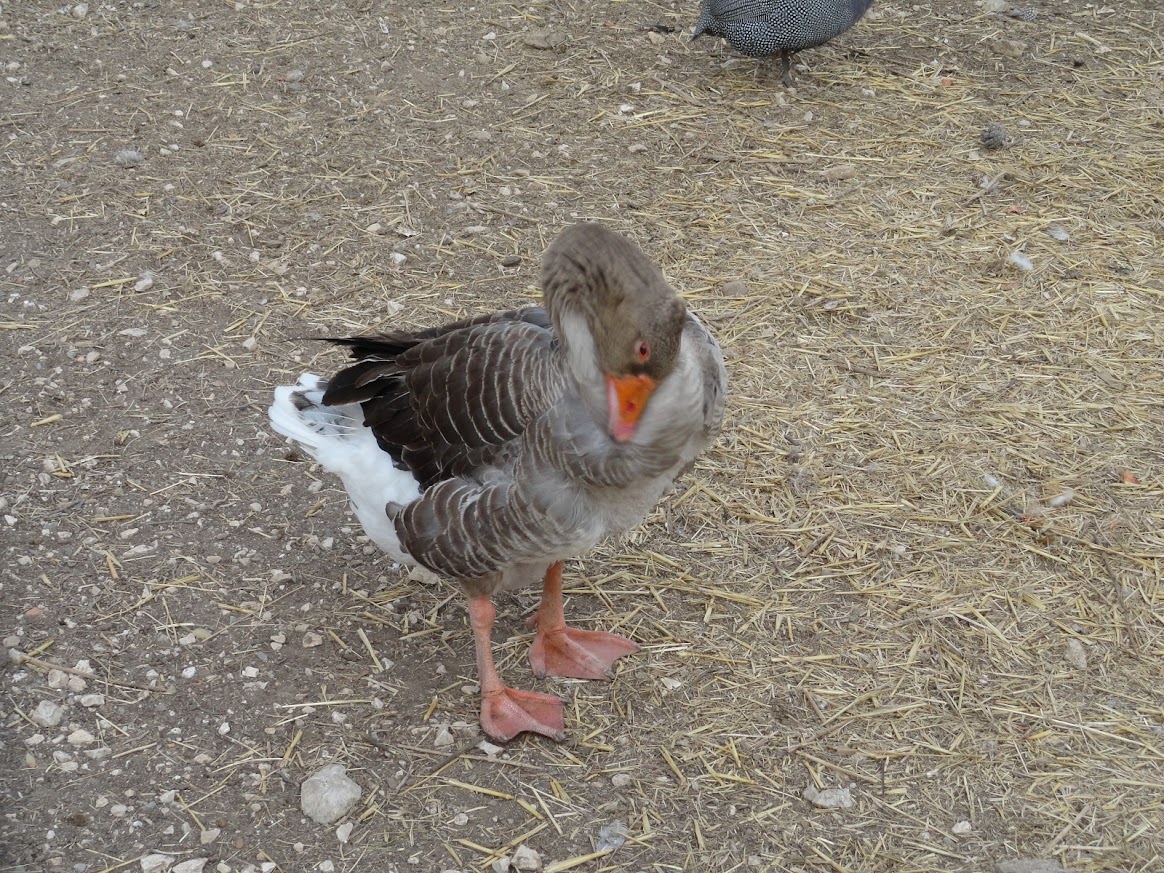 Oie dans la ferme de Figuerolles - © Otmartigues / SergeT