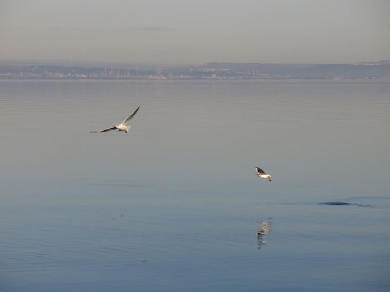 Oiseaux migrateurs et mouettes volent au-dessus de la surface de l'eau de l'étang de Berre. La surface de l'eau est calme et paisible offrant une sérénité - © Otmartigues / SergeT