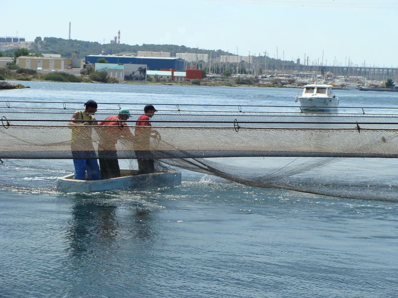 Drei Fischer in einem traditionellen Boot beim Netzfischen nach Bottarga-Meeräsche im Martigues-Kanal. Eine uralte Fischereitradition, die der Stolz von Martigues ist, einem der le - © Otmartigues / SergeT