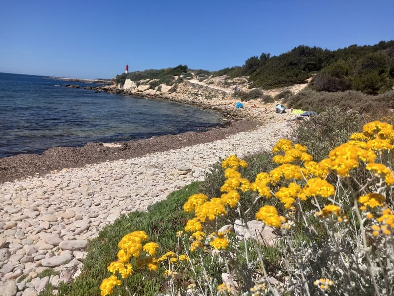 Fleurs sauvages jaunes et galets en bord de la mer méditerranée qui forme une anse. Une crique sauvage où peu de touristes sont présents. Le phare de La Couronne est visible au loin - © Otmartigues / KarimK