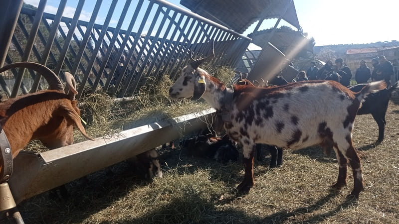 Saint-Julien-les-Martigues farm with goats and kids from a goat farmer. Producers from the plain are accessible from La Couronne-Carro train station for easy train travel. - © Otmartigues / MyriamF