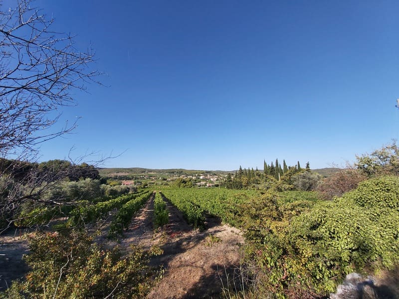 Aufgereihte, grüne Weinreben in voller Blüte bei einer Wanderung entlang des Winzerpfades. Unter einem wolkenlosen blauen Himmel bietet das Grün von Saint-Julien-les-Martigues eine - © Otmartigues - VictoriaG