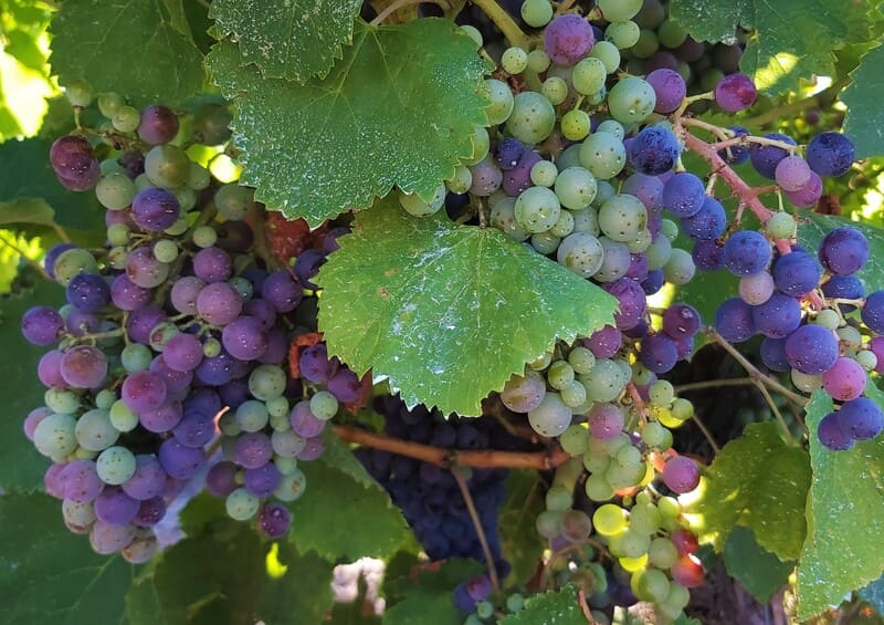 Eine Nahaufnahme der Trauben in den Weinbergen des Weinguts Saint-Julien-les-Martigues. Die schwarzen Trauben entwickeln vor der Ernte noch ihre Farbe. - © Otmartigues - VictoriaG